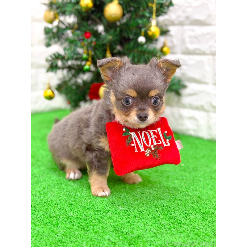 販売中の長崎県のチワワ(ロングコート)-432929の6枚目