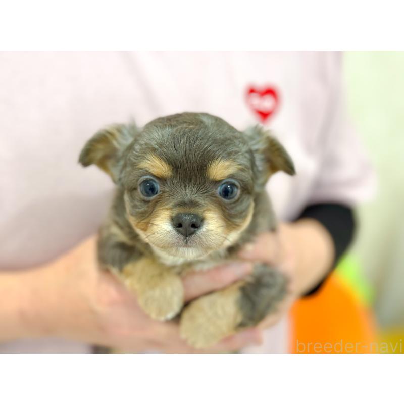 販売中の長崎県のチワワ(ロングコート)-432929の5枚目