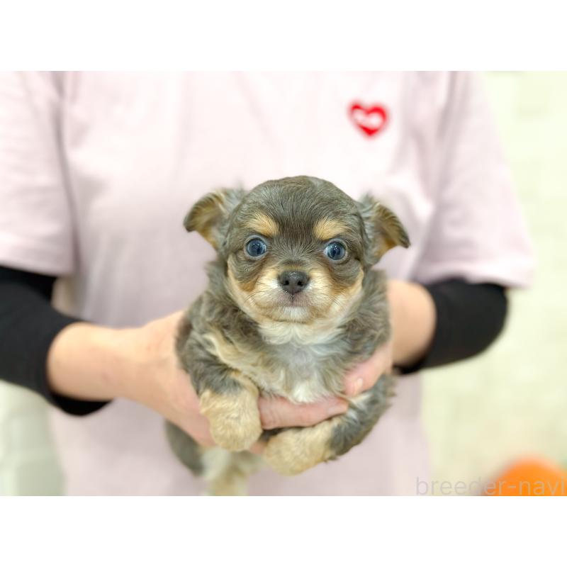 販売中の長崎県のチワワ(ロングコート)-432929の4枚目