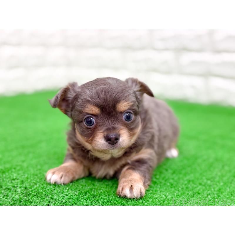 販売中の長崎県のチワワ(ロングコート)-432929の3枚目