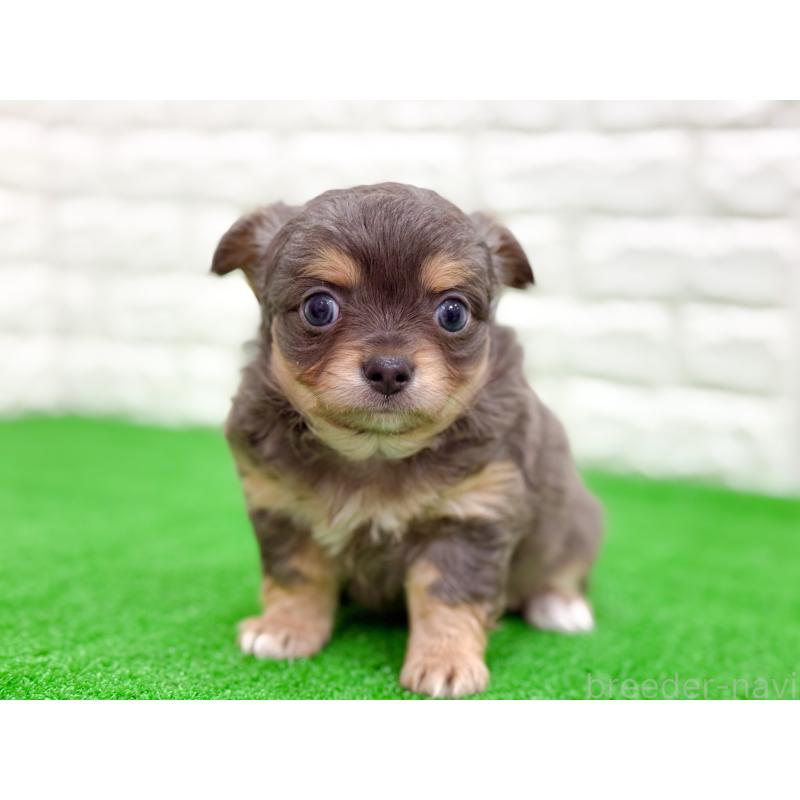 販売中の長崎県のチワワ(ロングコート)-432929の2枚目