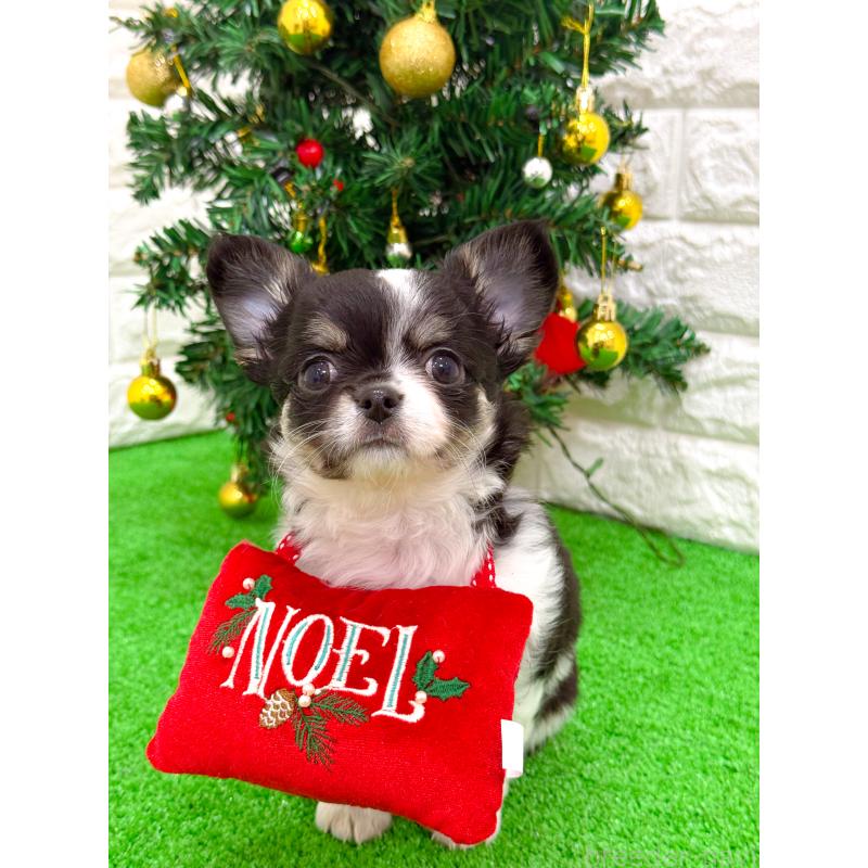 販売中の長崎県のチワワ(ロングコート)-432930の9枚目