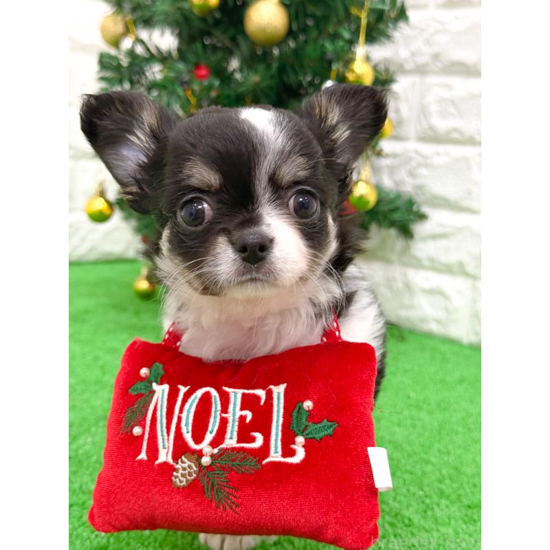 販売中の長崎県のチワワ(ロングコート)-432930の8枚目