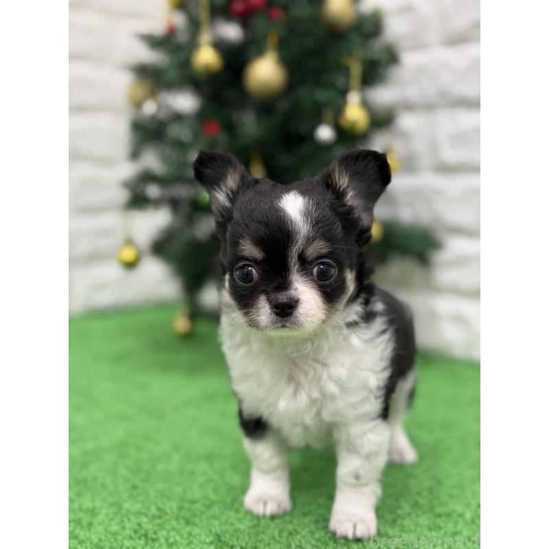 販売中の長崎県のチワワ(ロングコート)-432930の7枚目