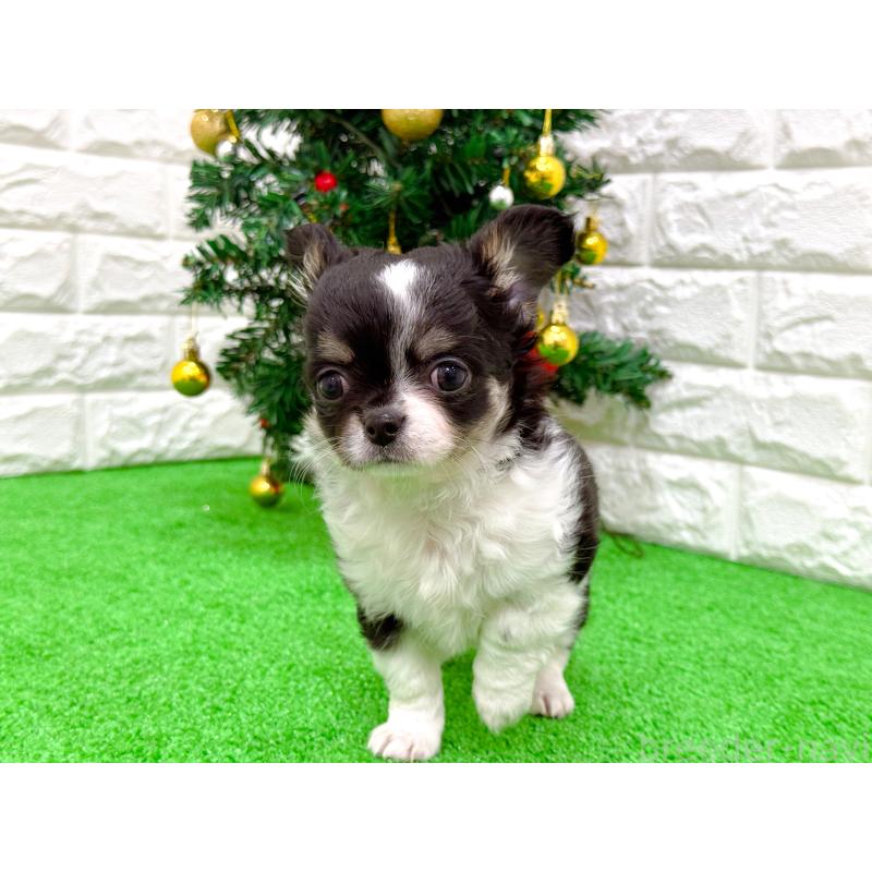 販売中の長崎県のチワワ(ロングコート)-432930の6枚目