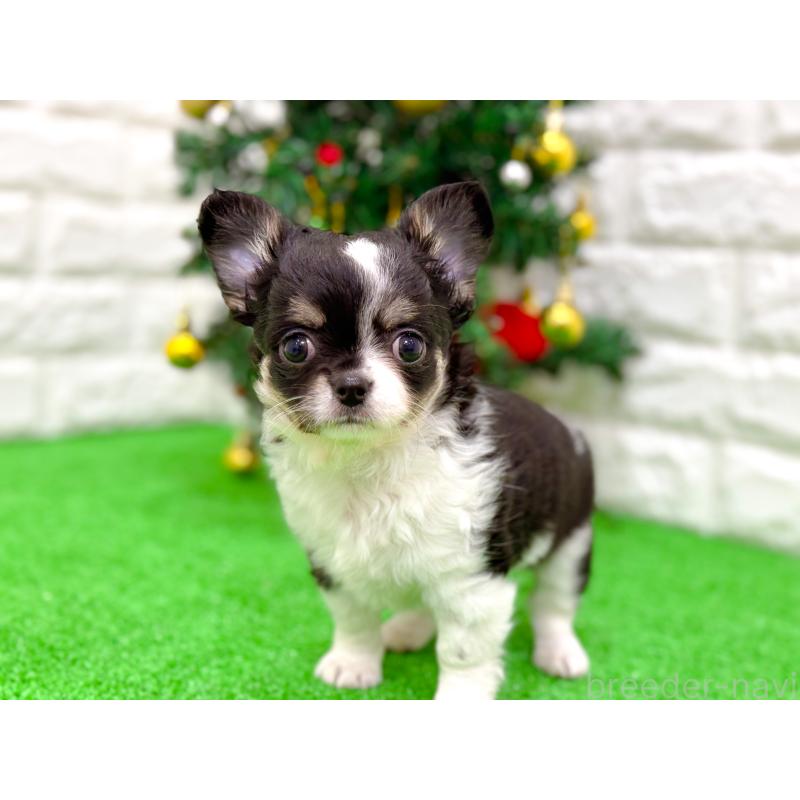 販売中の長崎県のチワワ(ロングコート)-432930の5枚目