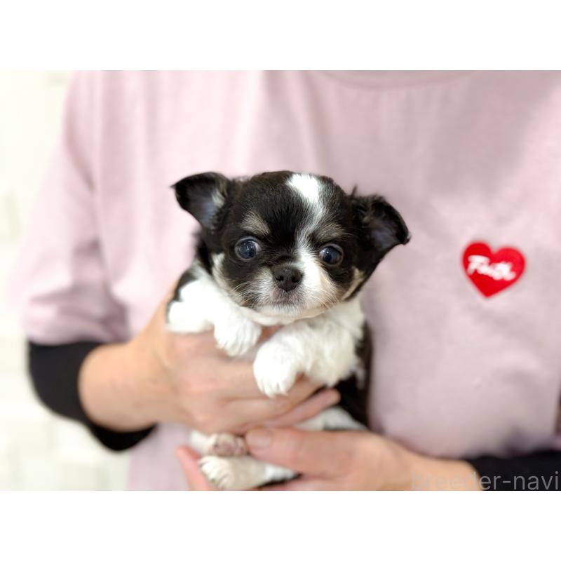 販売中の長崎県のチワワ(ロングコート)-432930の4枚目