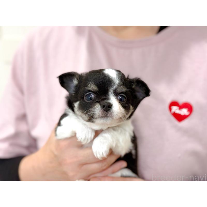 販売中の長崎県のチワワ(ロングコート)-432930の3枚目