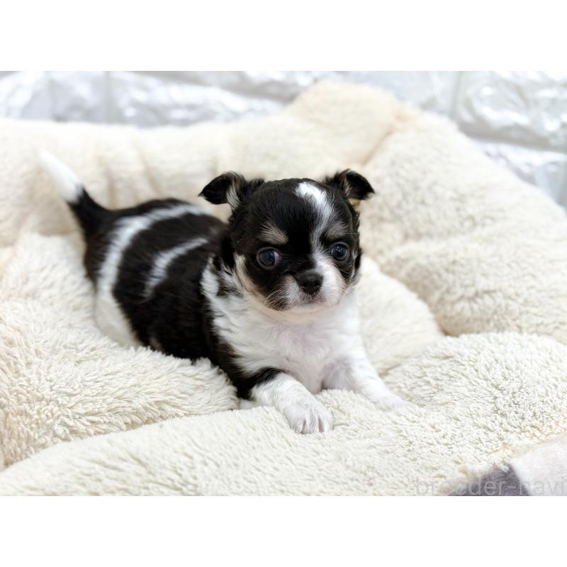 販売中の長崎県のチワワ(ロングコート)-432930の2枚目