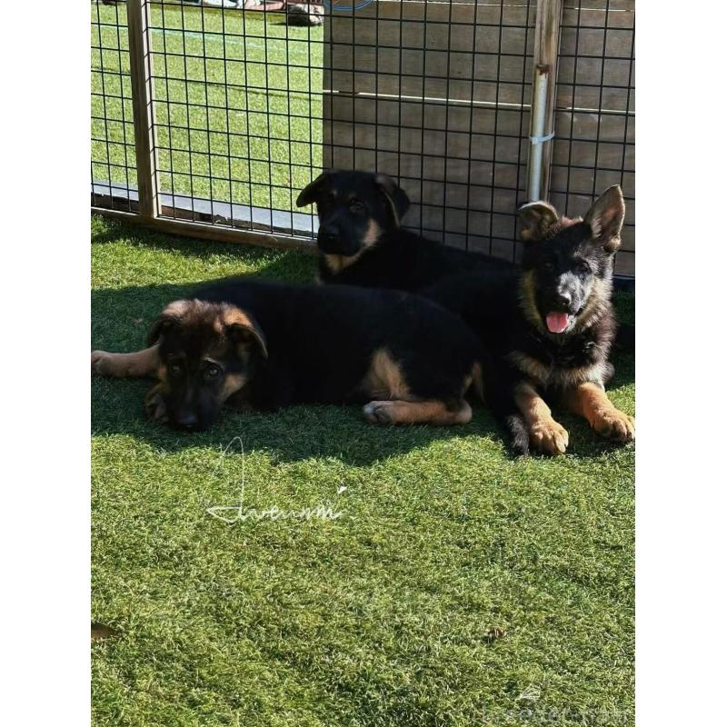 販売中の埼玉県のジャーマンシェパードドッグ-432932の4枚目