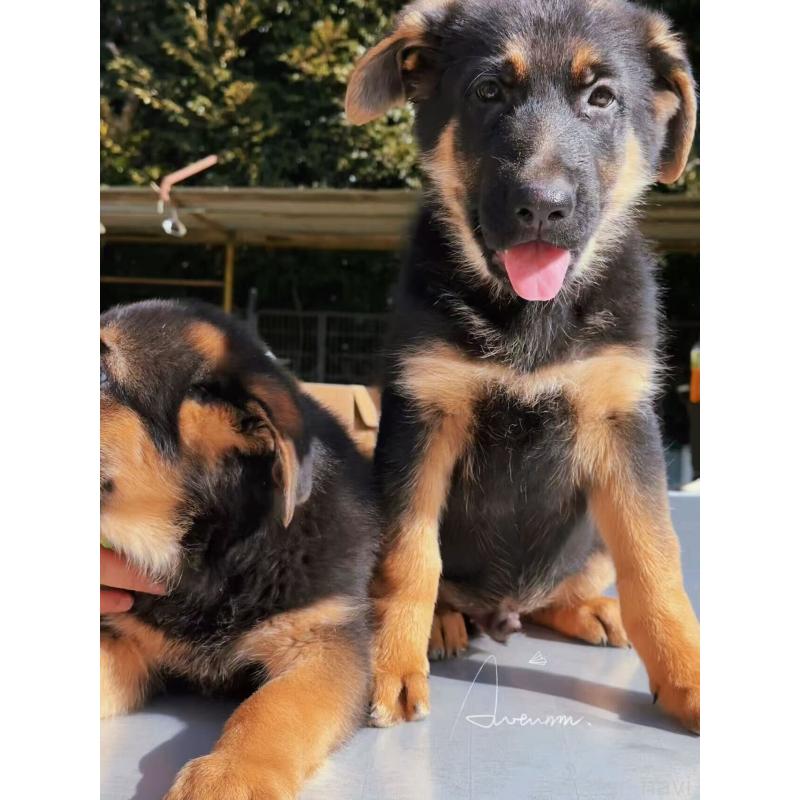 販売中の埼玉県のジャーマンシェパードドッグ-432932の5枚目