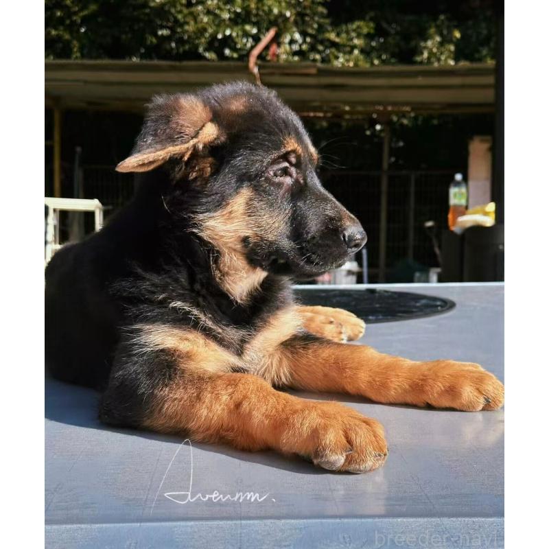 販売中の埼玉県のジャーマンシェパードドッグ-432932の3枚目