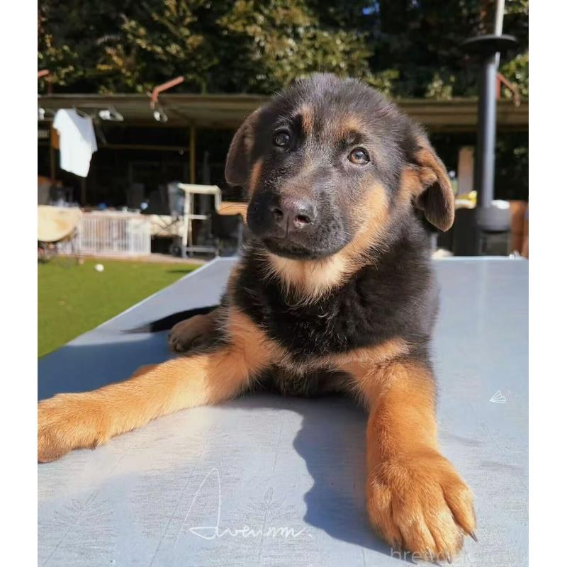 販売中の埼玉県のジャーマンシェパードドッグ-432932の2枚目