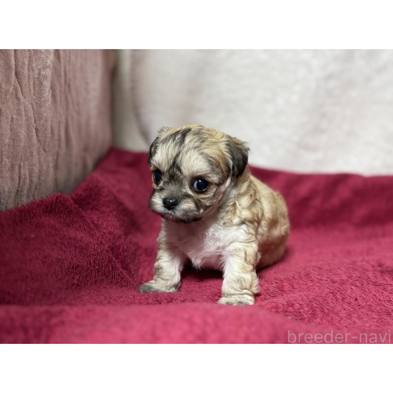 販売中の東京都のチワマル:チワワ×マルチーズ-432759の11枚目