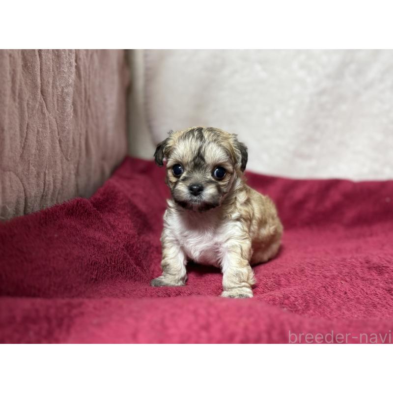 販売中の東京都のチワマル:チワワ×マルチーズ-432759の10枚目