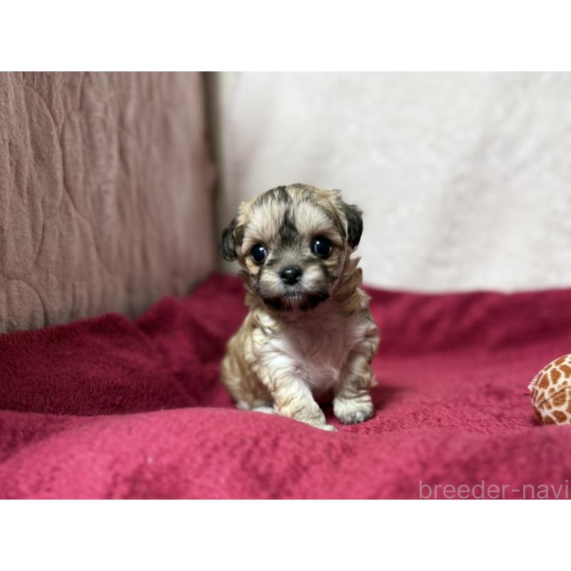 販売中の東京都のチワマル:チワワ×マルチーズ-432759の9枚目