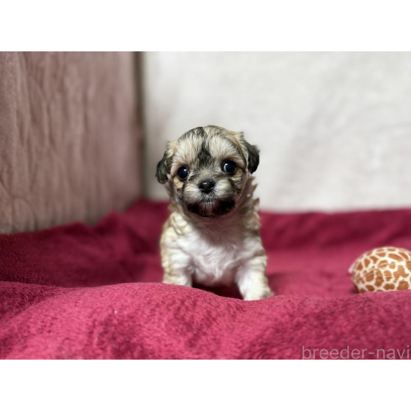 販売中の東京都のチワマル:チワワ×マルチーズ-432759の8枚目