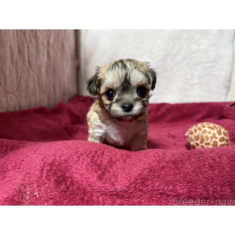 販売中の東京都のチワマル:チワワ×マルチーズ-432759