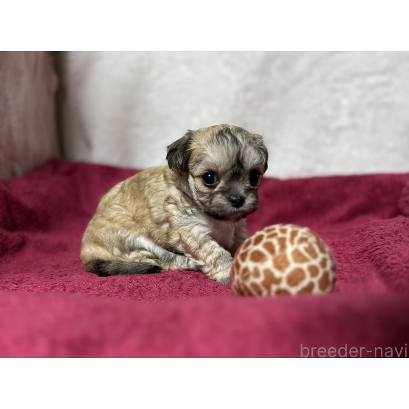 販売中の東京都のチワマル:チワワ×マルチーズ-432759の7枚目