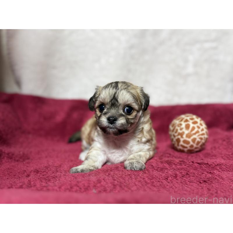 販売中の東京都のチワマル:チワワ×マルチーズ-432759の6枚目