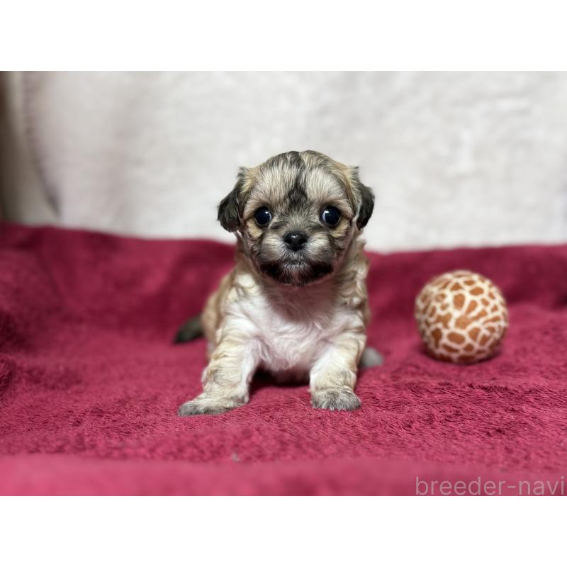 販売中の東京都のチワマル:チワワ×マルチーズ-432759の5枚目