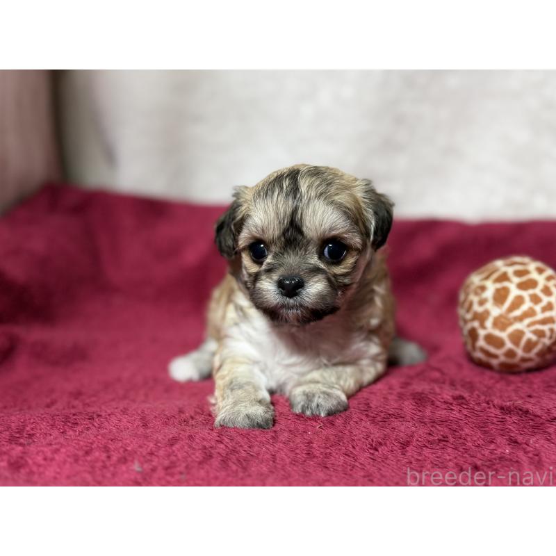 販売中の東京都のチワマル:チワワ×マルチーズ-432759の4枚目