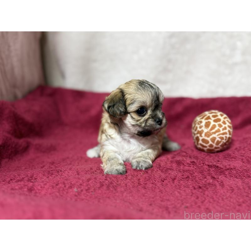 販売中の東京都のチワマル:チワワ×マルチーズ-432759の3枚目