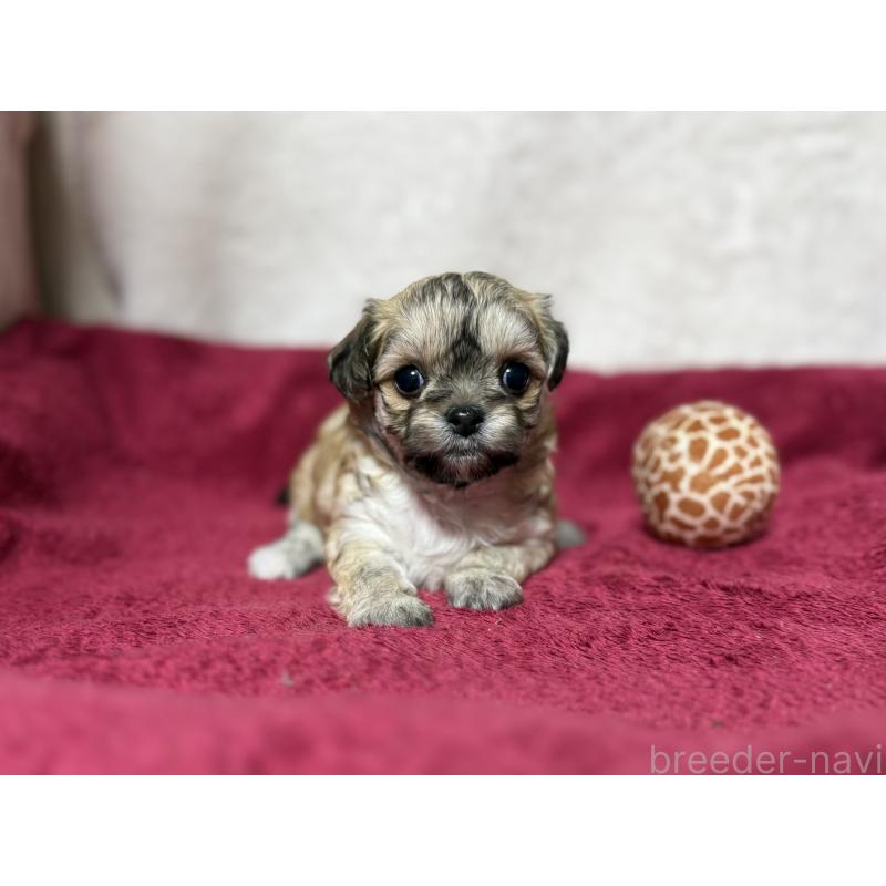 販売中の東京都のチワマル:チワワ×マルチーズ-432759の2枚目