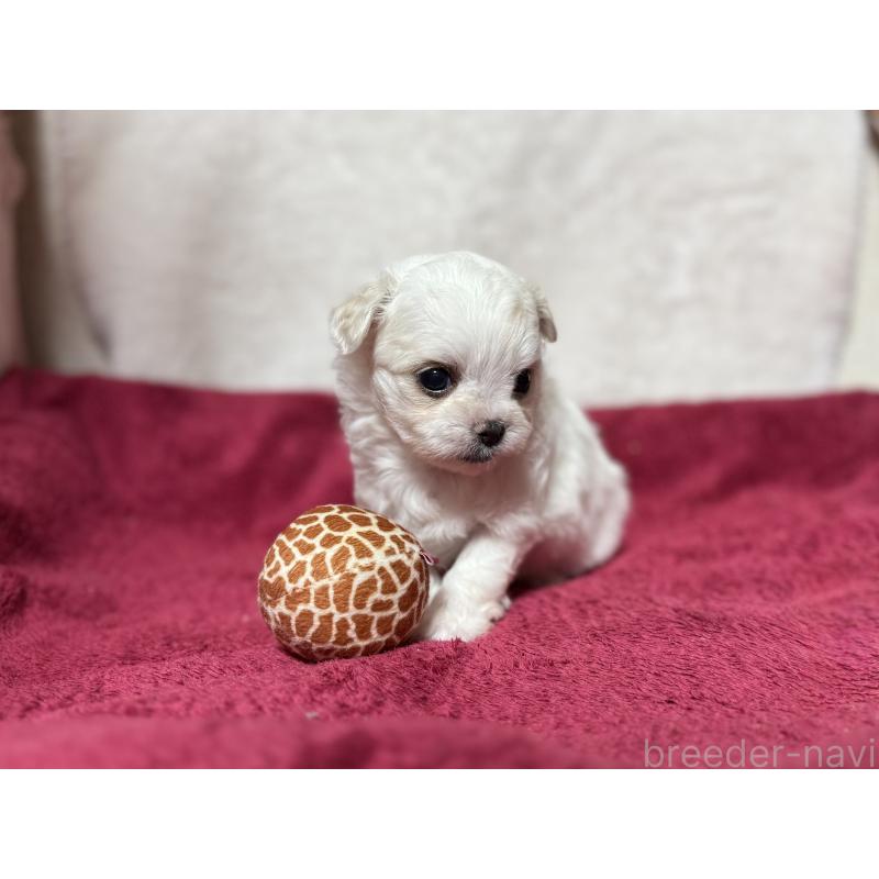 販売中の東京都のチワマル:チワワ×マルチーズ-432760の12枚目