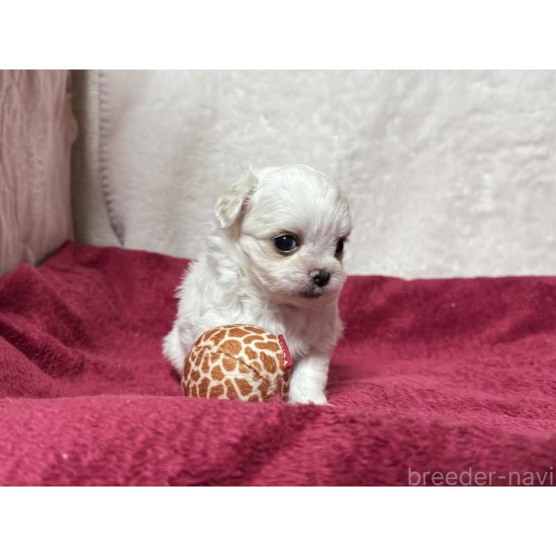 販売中の東京都のチワマル:チワワ×マルチーズ-432760の11枚目