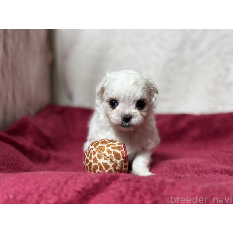 販売中の東京都のチワマル:チワワ×マルチーズ-432760の10枚目