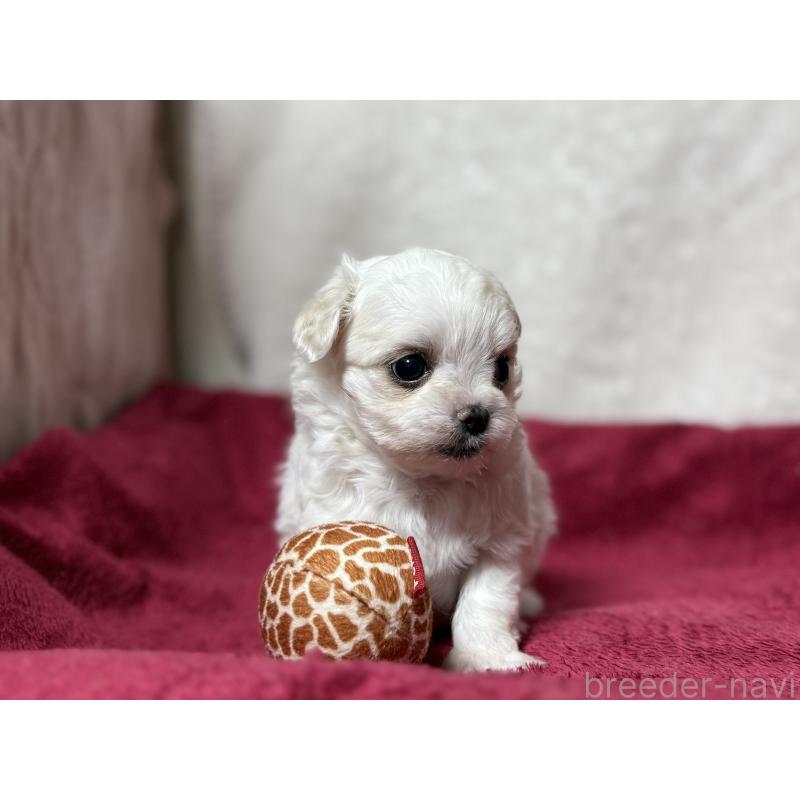 販売中の東京都のチワマル:チワワ×マルチーズ-432760の9枚目