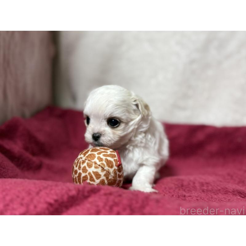 販売中の東京都のチワマル:チワワ×マルチーズ-432760の8枚目