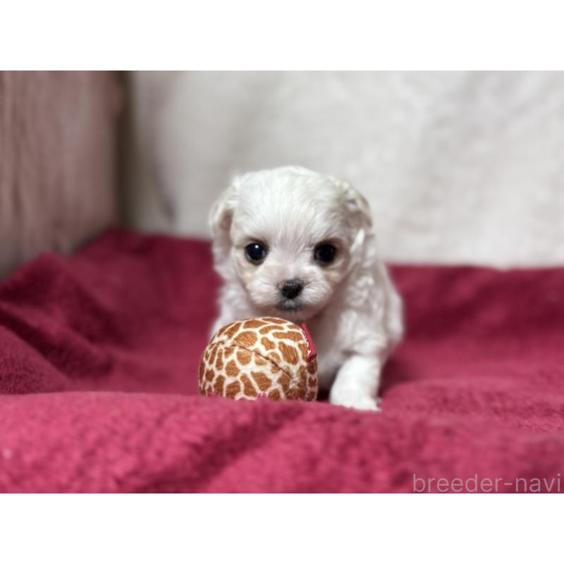 販売中の東京都のチワマル:チワワ×マルチーズ-432760の7枚目