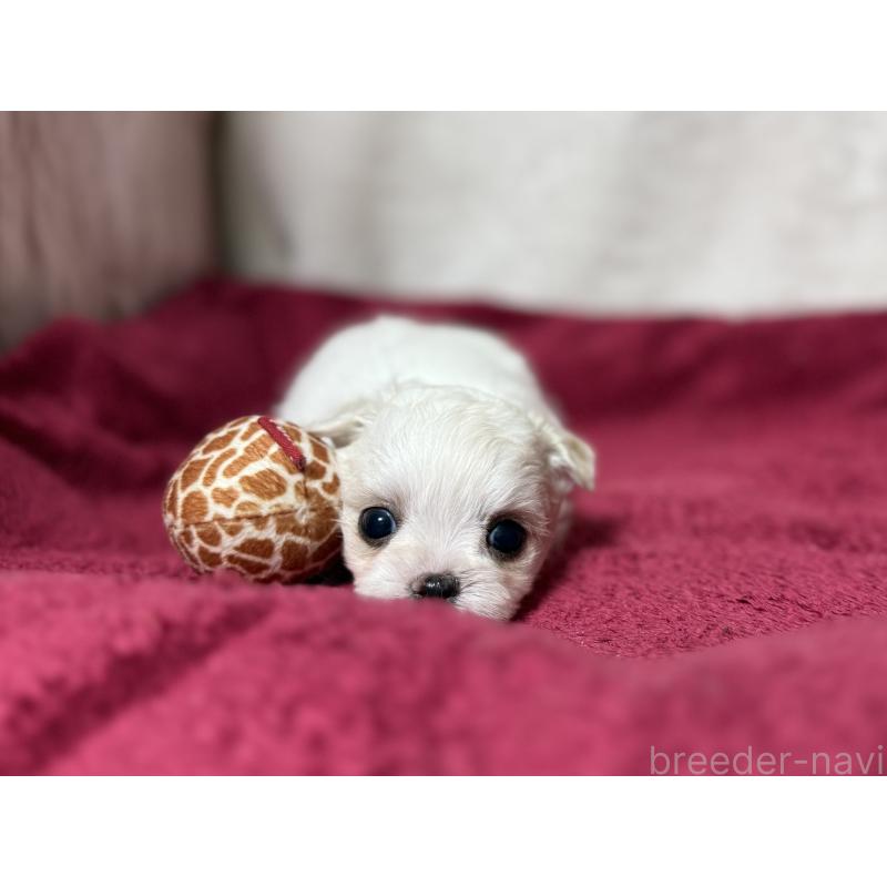 販売中の東京都のチワマル:チワワ×マルチーズ-432760
