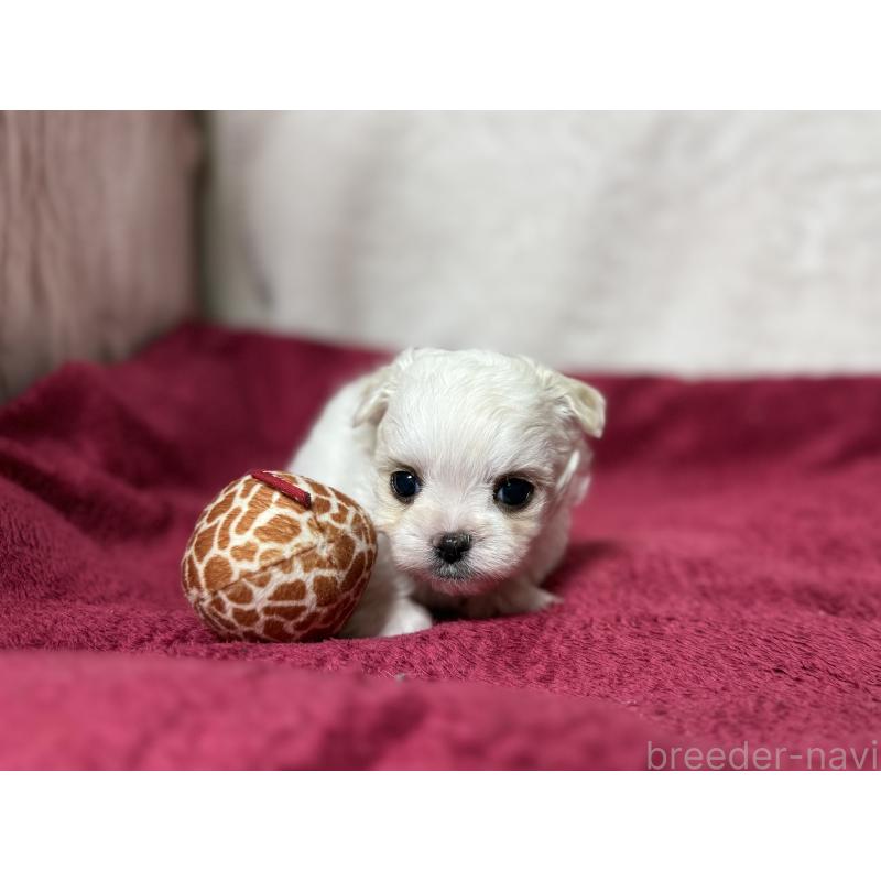 販売中の東京都のチワマル:チワワ×マルチーズ-432760の6枚目