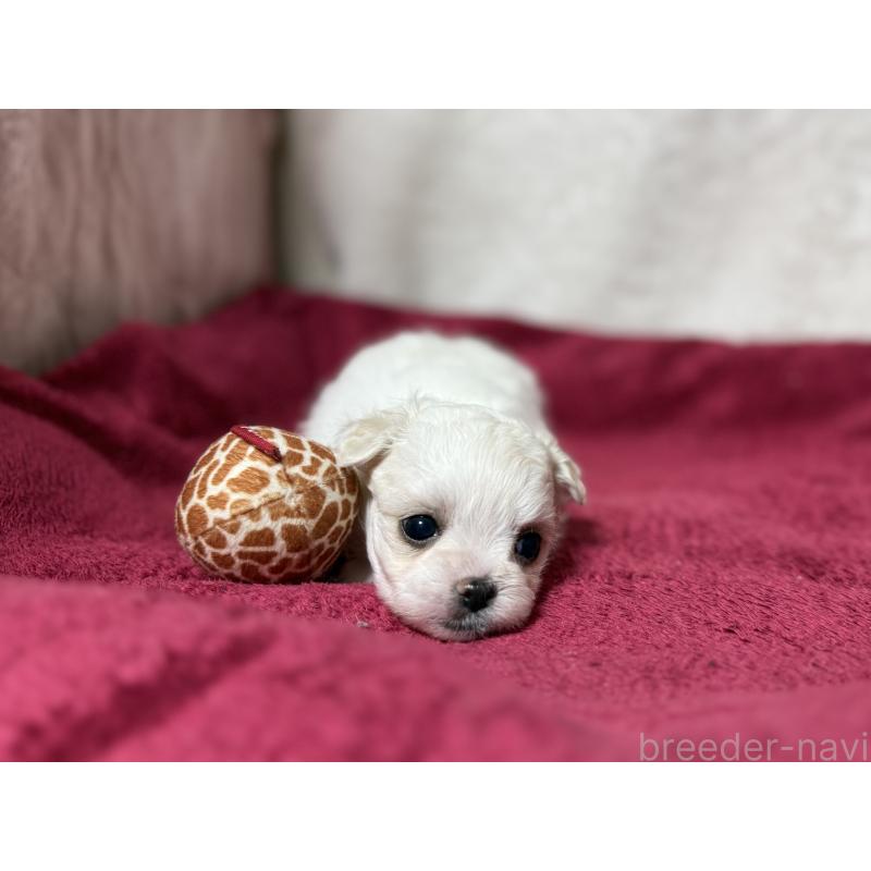 販売中の東京都のチワマル:チワワ×マルチーズ-432760の5枚目