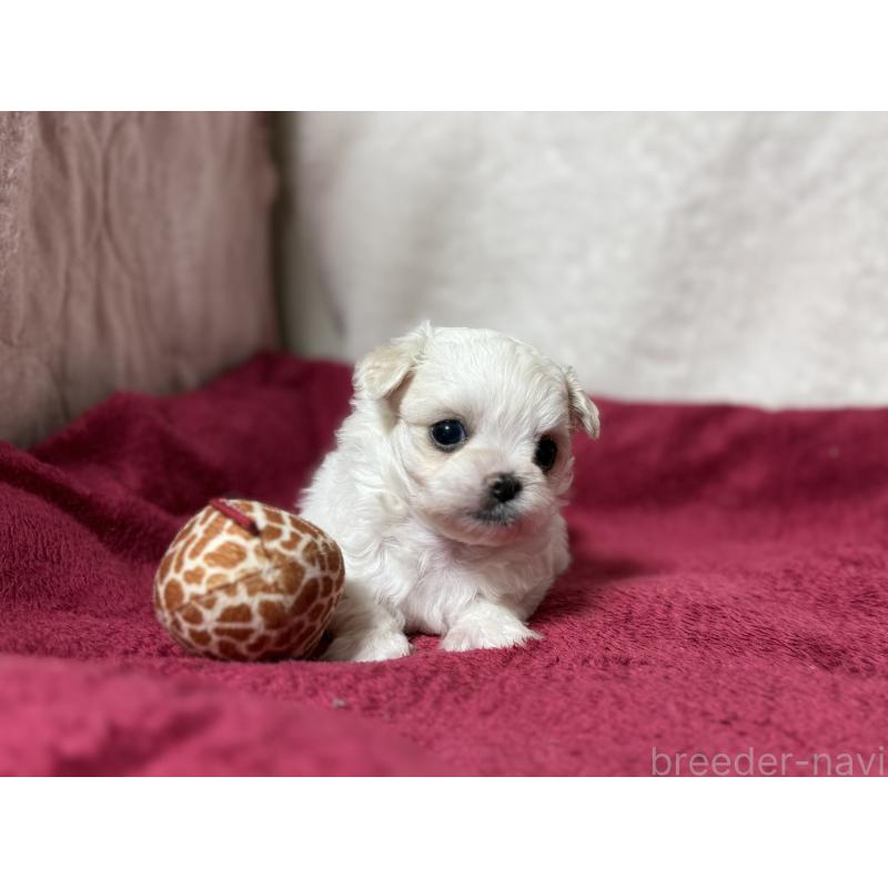 販売中の東京都のチワマル:チワワ×マルチーズ-432760の4枚目