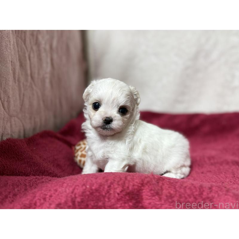 販売中の東京都のチワマル:チワワ×マルチーズ-432760の3枚目