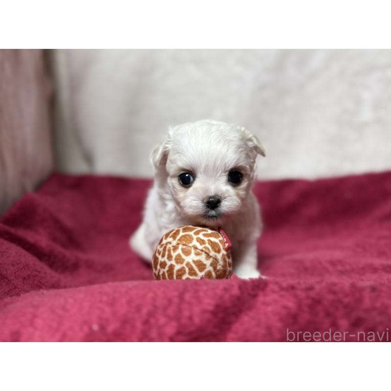 販売中の東京都のチワマル:チワワ×マルチーズ-432760の2枚目