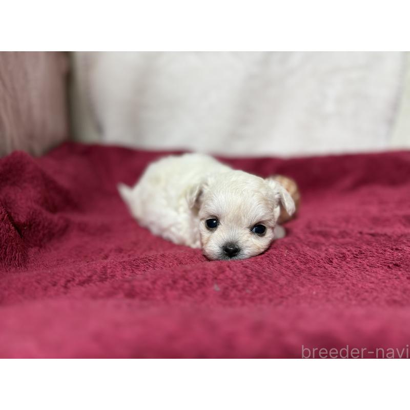 販売中の東京都のチワマル:チワワ×マルチーズ-432761の11枚目