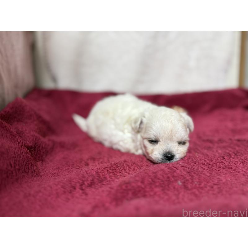 販売中の東京都のチワマル:チワワ×マルチーズ-432761の10枚目