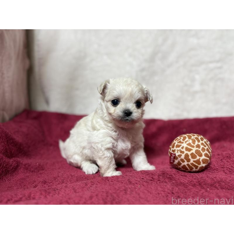 販売中の東京都のチワマル:チワワ×マルチーズ-432761の9枚目