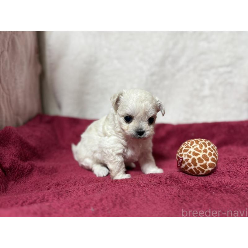 販売中の東京都のチワマル:チワワ×マルチーズ-432761の8枚目