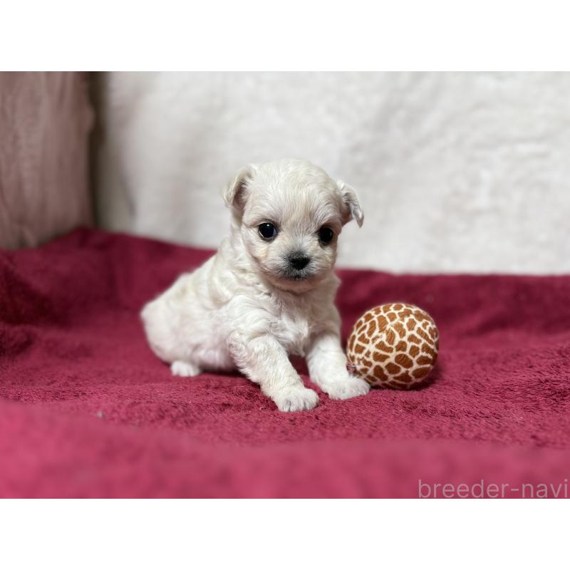 販売中の東京都のチワマル:チワワ×マルチーズ-432761の7枚目