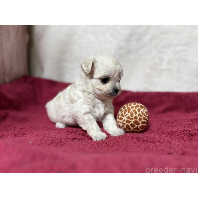 販売中の東京都のチワマル:チワワ×マルチーズ-432761の6枚目