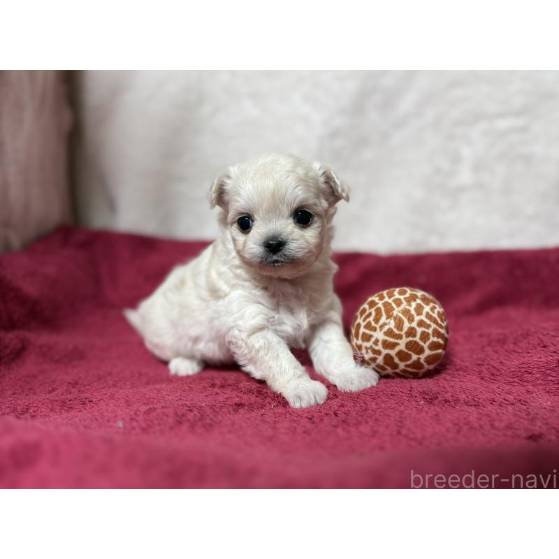販売中の東京都のチワマル:チワワ×マルチーズ-432761の5枚目
