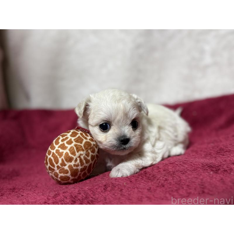 販売中の東京都のチワマル:チワワ×マルチーズ-432761の4枚目