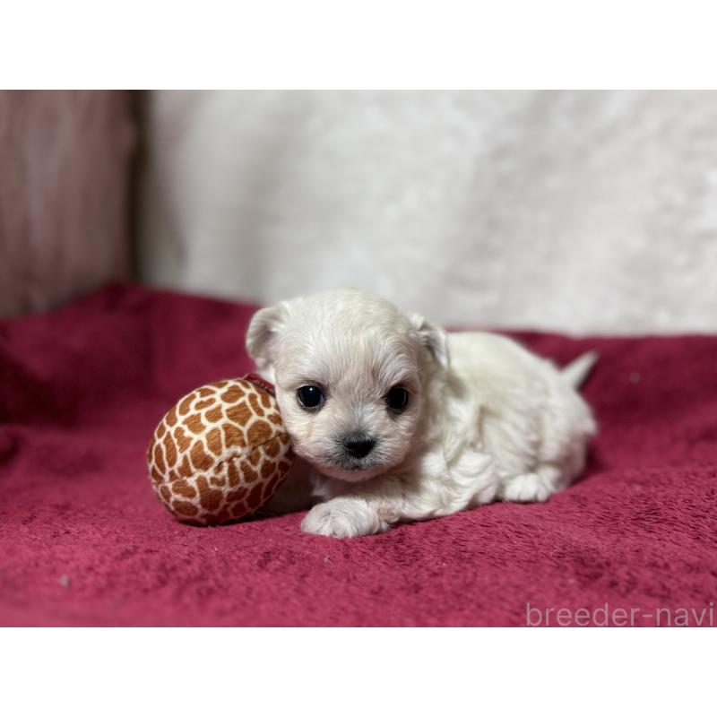 販売中の東京都のチワマル:チワワ×マルチーズ-432761の3枚目