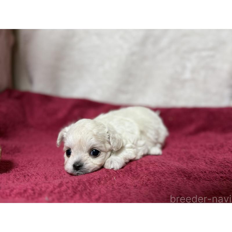 販売中の東京都のチワマル:チワワ×マルチーズ-432761